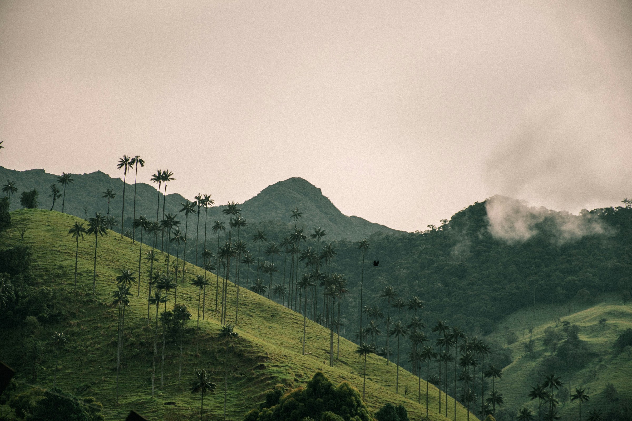 Valle de Cocora, Eje Cafetero